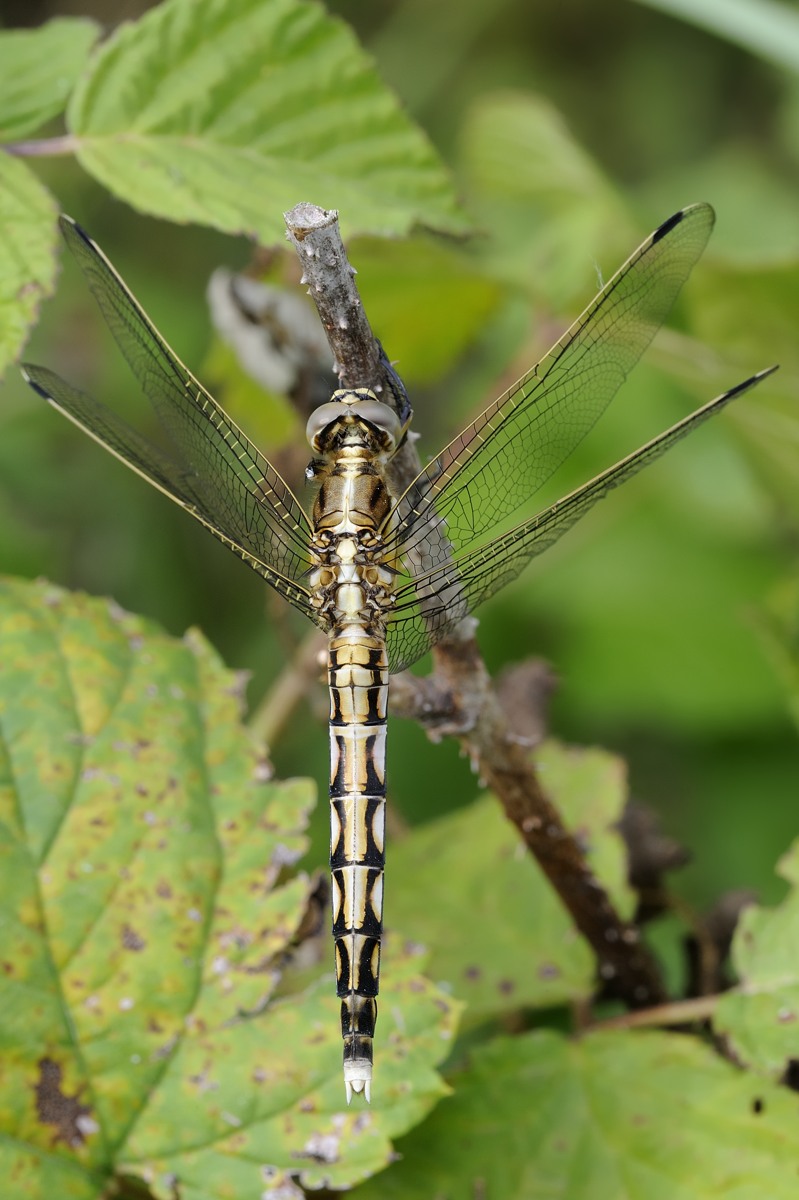 Conferma Orthetrum albistylum